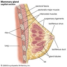 mammary1